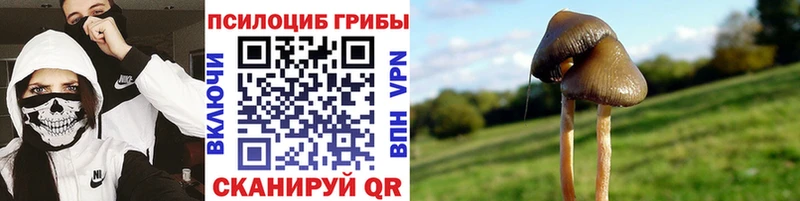 omg tor Кремёнки Псилоцибиновые грибы Psilocybe хочу